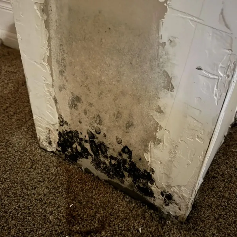Professional Mold Removal in Berwick, LA